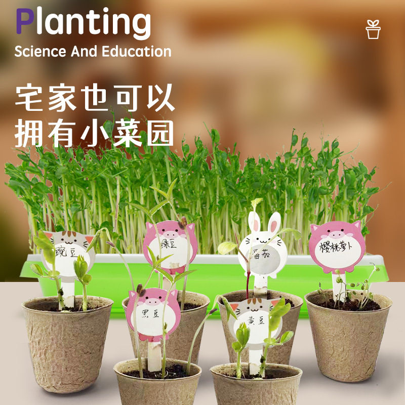 菜花豆苗观察蔬菜育苗生长diy玩具儿童家庭版科教实验种植小菜园