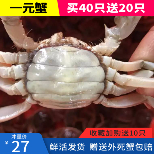 毛蟹小螃蟹活物小河蟹香辣蟹醉螃蟹鲜活大闸蟹水产鲜活1元蟹包邮