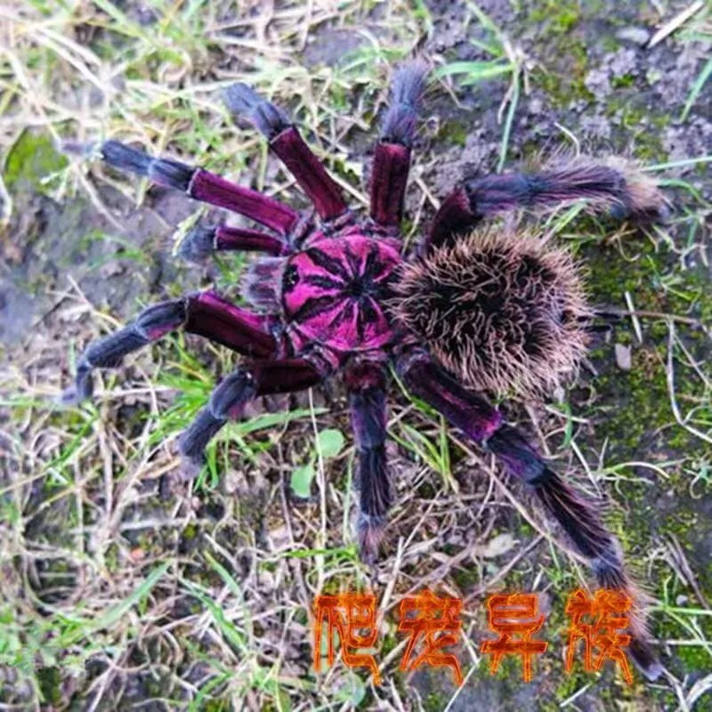 哥伦比亚梦幻白镭射蜘蛛南美大型X属系列高端白镭射蜘蛛5厘米小母