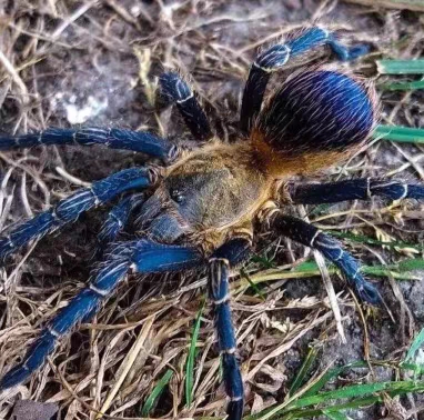 蓝腿火焰蜘蛛Pseudohapalopus sp.Colombia哥伦比亚蓝腿火焰蜘蛛