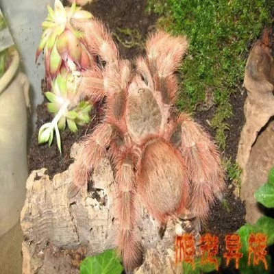 巴西巨人金毛蜘蛛活体宠物蜘蛛超大体型温顺型品种爬宠异族
