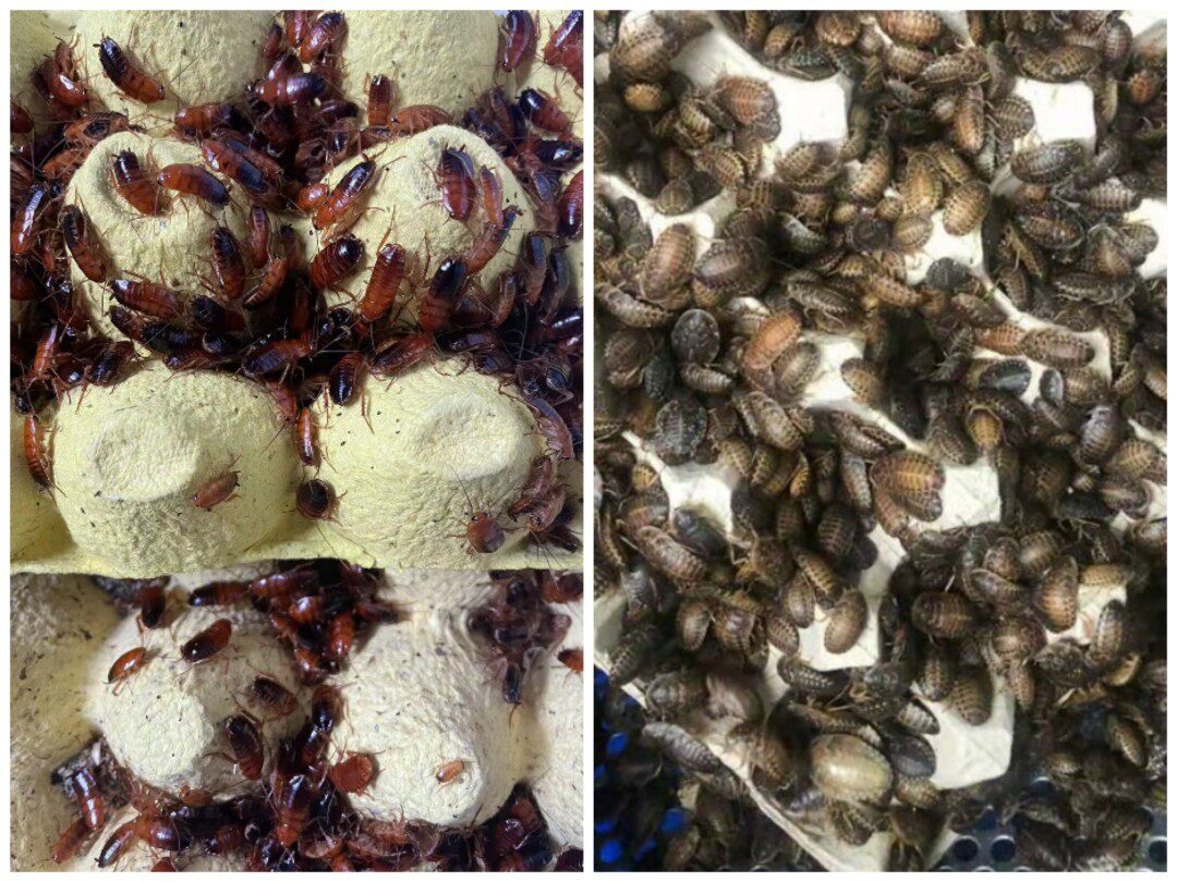 樱桃蟑螂杜比亚蟑螂活体饲料宠物饲料蜘蛛蝎子龙鱼乌龟爬宠异族