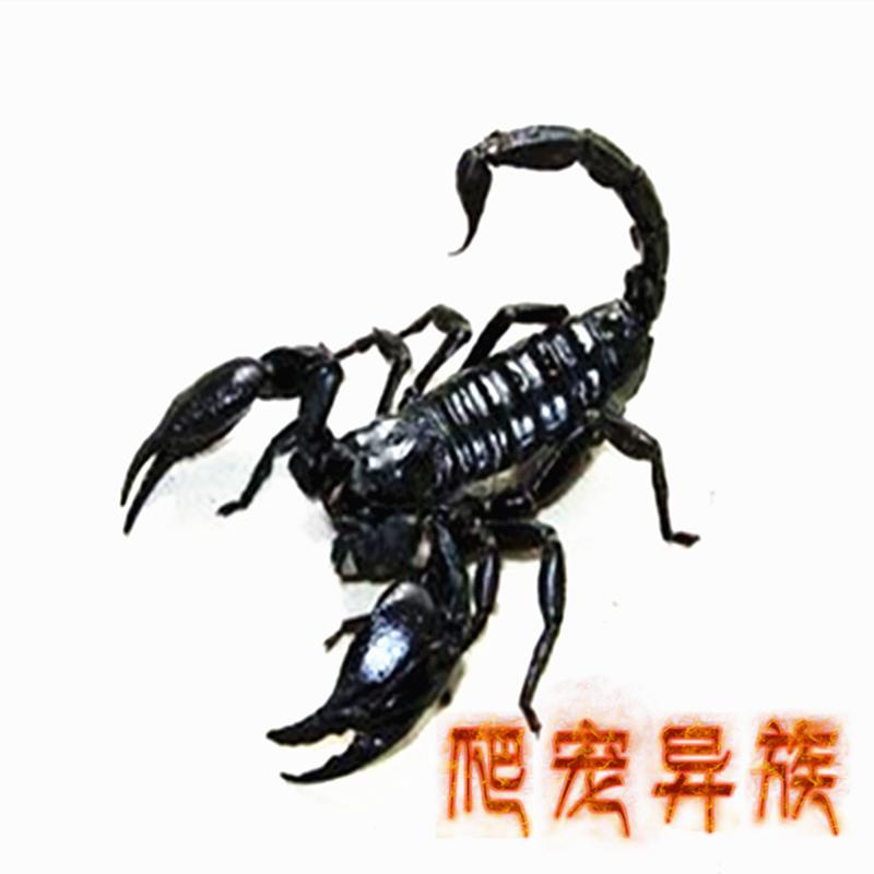 亚洲雨林蝎温顺好养雨林蝎超大个体黑蝎子新手饲养品种雨林蝎活体