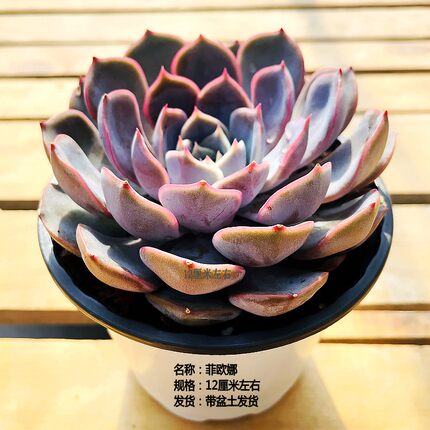 菲欧娜多肉植物云南露养精品单头萌肉阳台花卉绿植盆栽带盆土发货
