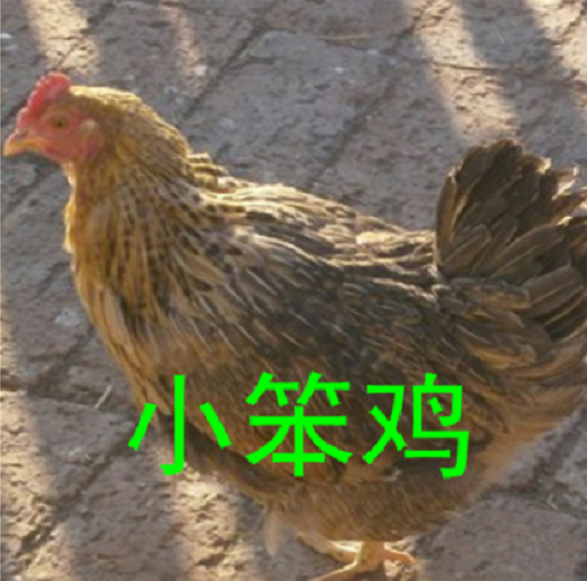 东北特产小笨鸡 小鸡炖蘑菇 农村小母鸡 散养的小笨鸡开始定购了