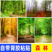 森林海报墙贴树木树林草地公园绿色大自然风景画书房玄关装 饰壁画