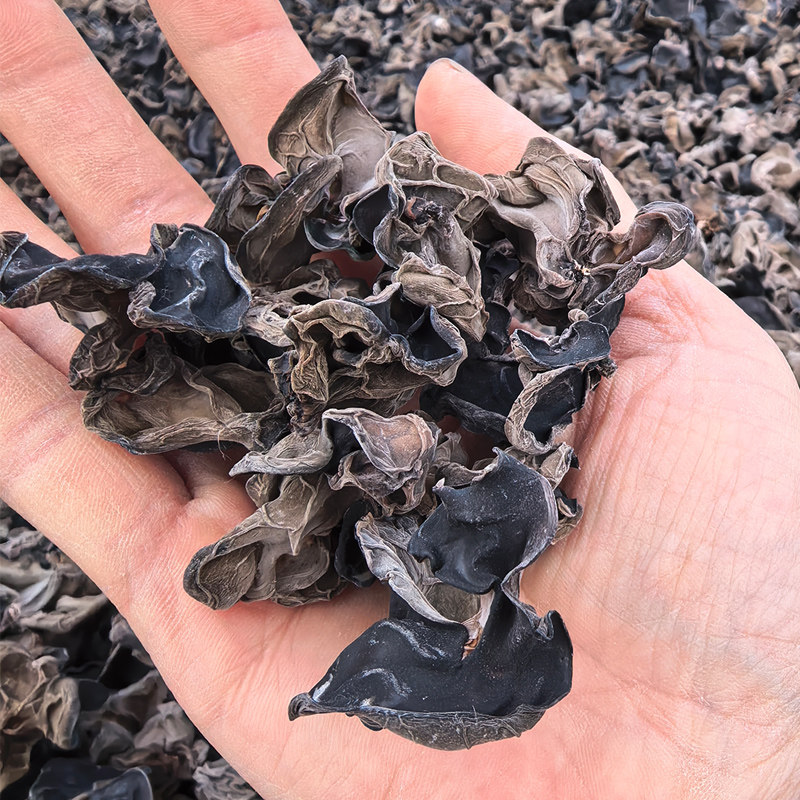 垣曲2025新木耳精选黑木耳肉厚口感软糯菌袋种植食用菌山西特产