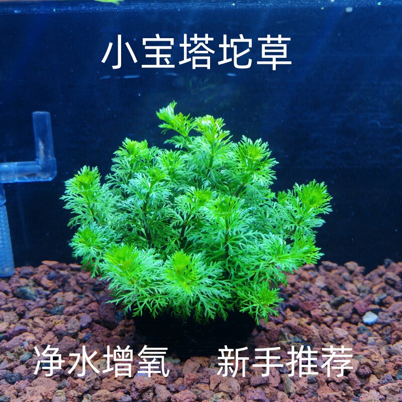 小宝塔坨草鱼缸造景后景
