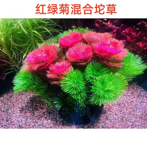 红菊绿菊鱼缸坨草好养净水增氧