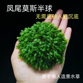 凤尾莫斯半球水草鱼缸新手懒人沉木造景装 饰大三角阴性好养植物