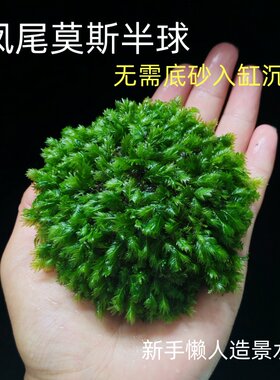 凤尾莫斯半球水草鱼缸造景