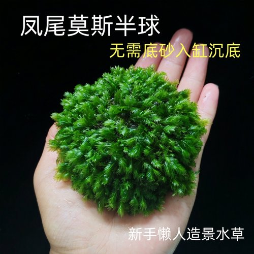 凤尾莫斯半球水草鱼缸造景