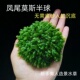 凤尾莫斯半球水草鱼缸新手懒人沉木造景装 饰大三角阴性好养植物