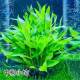 坨草水草鱼缸草缸造景新手懒人易养淡水阴性植物净水增氧好养真草