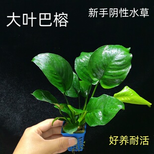 大叶巴榕水榕水草植物鱼缸造景阴性水草新手入门好养活绿植真草