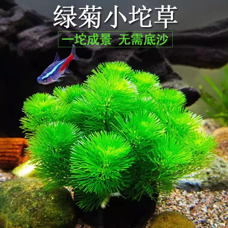 绿菊小坨草鱼缸造景后景真水草