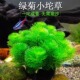 绿菊小坨草鱼缸造景后景真水草新手增氧净化水质阴性好养活体植物