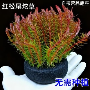 红松尾水草鱼缸草缸造景新手懒人净水增氧淡水好养阴性坨草植物