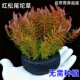 红松尾水草鱼缸草缸造景新手懒人净水增氧淡水好养阴性坨草植物