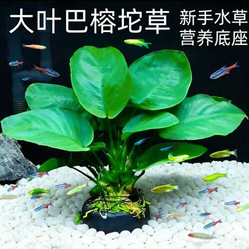 大叶巴榕水榕阴性好养鱼缸造景