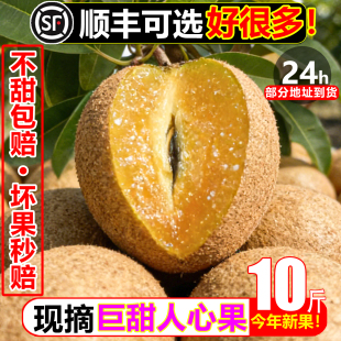 巨甜人心果10斤新鲜罕见稀有热带水果当季 整箱孕妇满天星非人参果