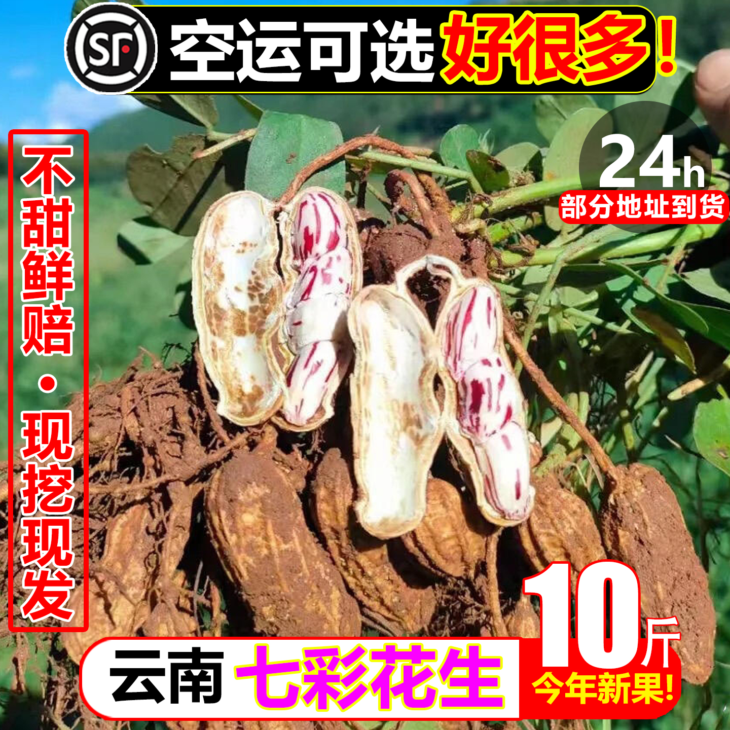 现挖云南七彩花生10斤新鲜花生湿花生农家自种甜脆嫩花生黑皮花生