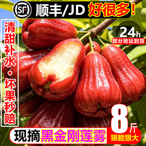 【顺丰次日达】黑金刚甜莲雾8斤