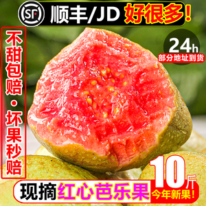 【顺丰次日达】软糯红心芭乐10斤