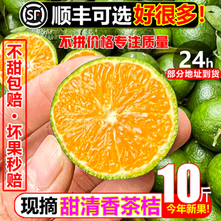 纯甜清香蜜橘茶桔10斤新鲜水果现摘甜桔子青皮香甜沙糖桔柑小橘子