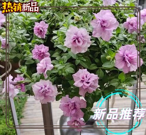 矮牵牛重瓣草本庭院四季开花美观