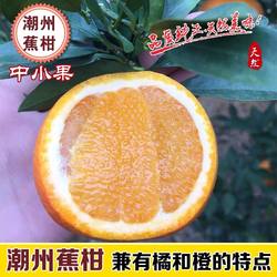 2024年广东正宗潮州柑带叶新鲜水果饶平本地蕉柑拜神送礼婚庆柑橘