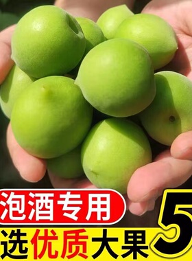 鲜果青梅新鲜胭脂梅高山爽脆青竹梅现摘大果泡酒生吃腌制孕妇水果