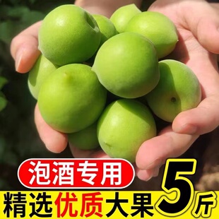 鲜果青梅新鲜胭脂梅高山爽脆青竹梅现摘大果泡酒生吃腌制孕妇水果