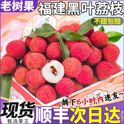 2026新鲜现摘现发孕妇水果荔枝广东特产应季老树黑叶荔枝植都荔枝
