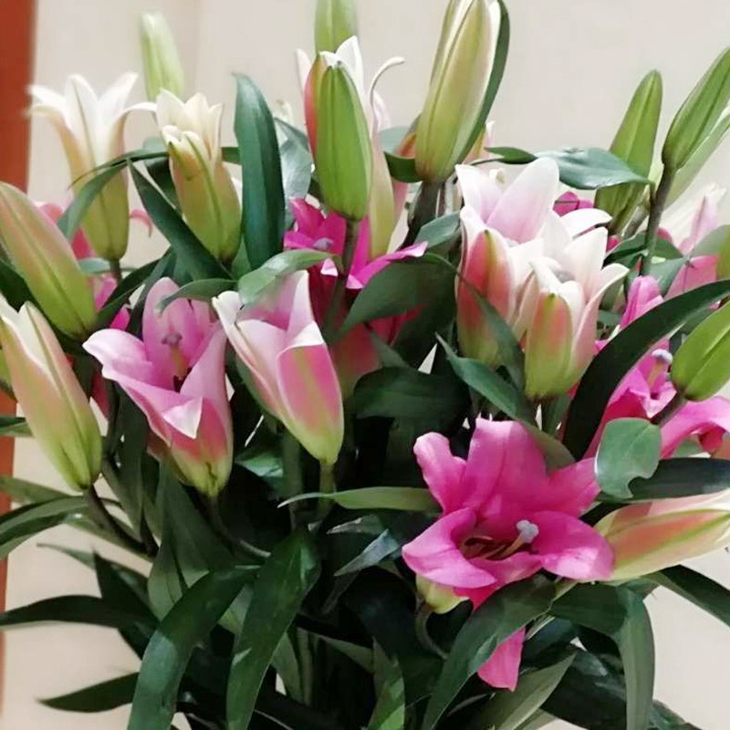 香水百合鲜花红黄白粉色云南基地花农 家用水养插花一扎空运直邮
