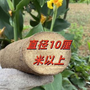 云南木姜子根山胡椒根超大老根天然香薰香料茶室净化空气隔断摆件