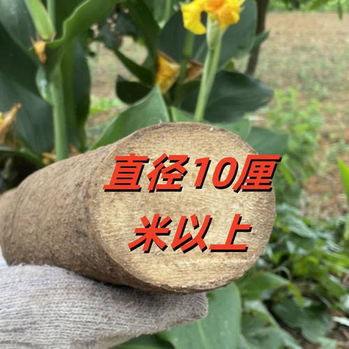 云南木姜子根山胡椒根超大老根天然香薰香料茶室净化空气隔断摆件