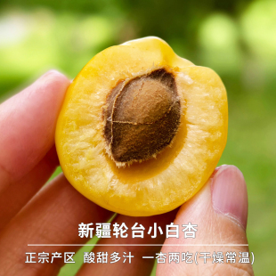 【预计5天内发】豆尚果品新疆轮台小白杏新鲜杏子应季酸甜