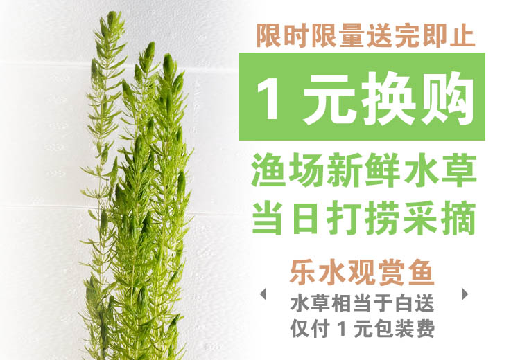 养鱼专用鱼缸藻类植物制氧净化水淡水水草 养鱼专用鱼缸藻类植物制氧净化水淡水水草