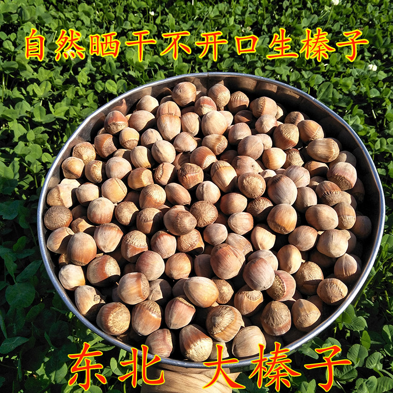 东北大榛子 生榛子 原味 晒干榛子 大颗粒榛子 不开口榛子 干果