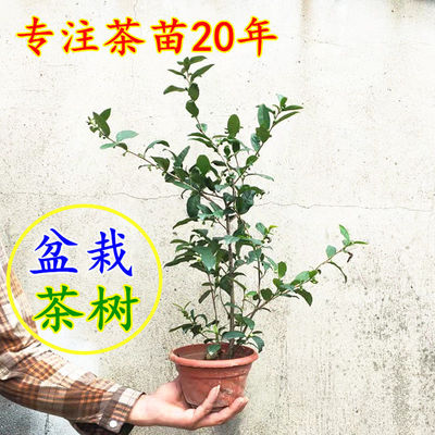 龙井茶树苗老桩原土四季常青