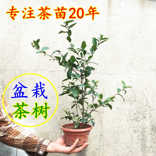 龙井茶树苗老桩原土四季常青