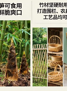 现挖楠竹根竹鞭种苗 毛竹食用竹笋苗 庭院四季常青好种易活包成活