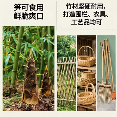 现挖楠竹根竹鞭种苗毛竹食用竹笋苗庭院四季常青好种易活耐寒耐旱