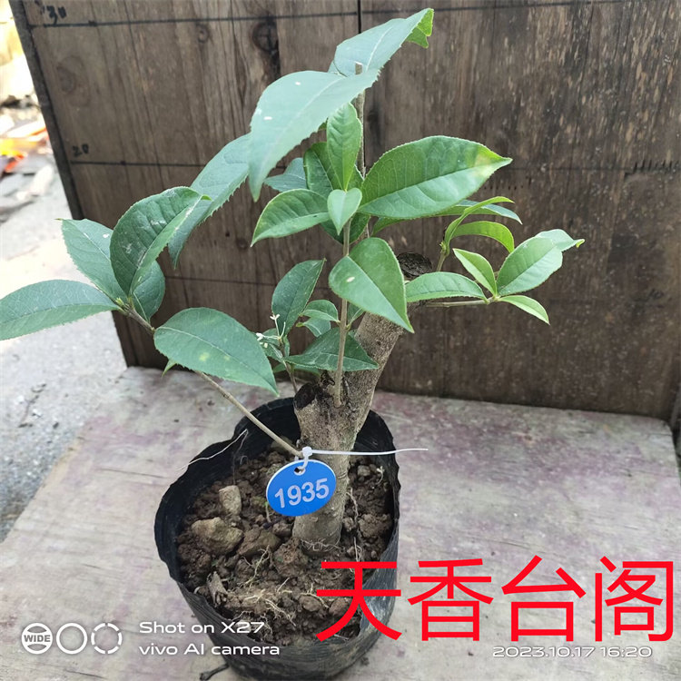 浓香型盆栽好养花卉桂花树苗图片