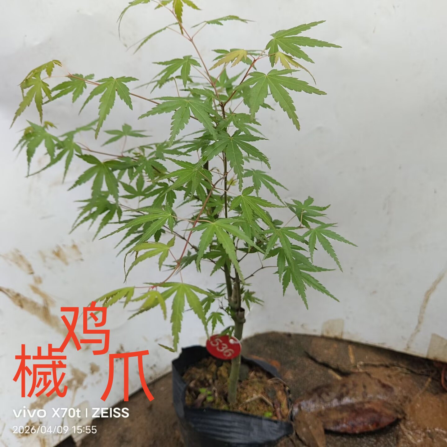 鸡爪槭一物一拍原生老桩盆景四季彩叶红枫庭院阳台造型枫树盆绿植