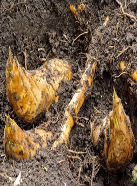 大型楠竹苗耐寒植物北方庭院食用竹笋毛竹苗竹鞭楠竹根红叶石楠