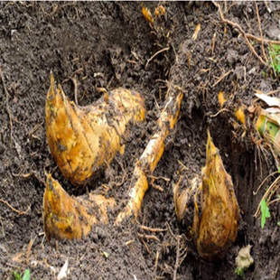 大型楠竹苗耐寒植物北方庭院食用竹笋毛竹苗竹鞭楠竹根红叶石楠