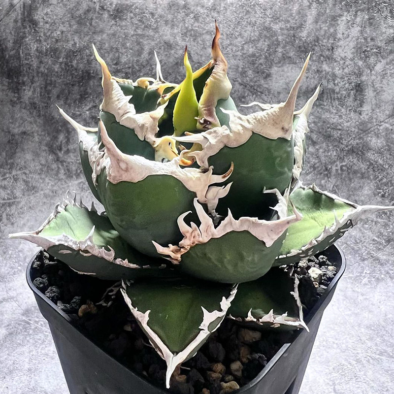 植物员外狼人Agave titanota werewolf一物一拍仁王冠龙舌兰盆栽-封面