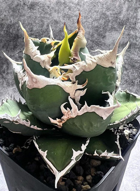 植物员外 狼人Agave titanota werewolf一物一拍仁王冠龙舌兰盆栽